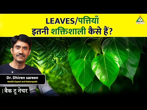 What Makes Leaves Nature’s Healing Secret? | Back to Nature | PMC Hindi