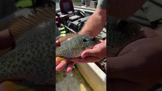 Trophy Size Redear Sunfish #chipolariver #freshwaterfish #florida