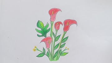 How to Draw Calla Lily Flower | Easy pencil Art for Beginners 
