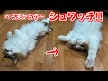 【へそ天】愛猫のへそ天バンザイがめちゃめんこいのでぜひ見てみてください😄　1. 宅配荷物に興味津々のコロタ／2. 便座交換に興味津々のコロタ／3. めんこい「へそ天万歳」の３本です😽