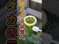 稚魚を親メダカに戻すタイミング