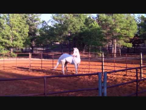 SOLD!! BIG CHEX TO CASH 2009 reining horse prospec...