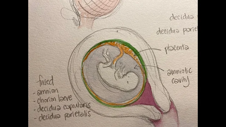 Lockdown Embryology with Prof Alice Roberts #6: Membranes