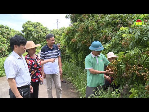 Video Nhiều giải pháp thúc đẩy tiêu thụ nhãn ở huyện Khoái... - youtube