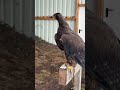 Sammy der Steppenadler 🦅😁