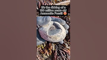 What did we find inside this cracked open beach Rock! 🪨🔨🤯 #fossilhunting #fossils #shorts #coast