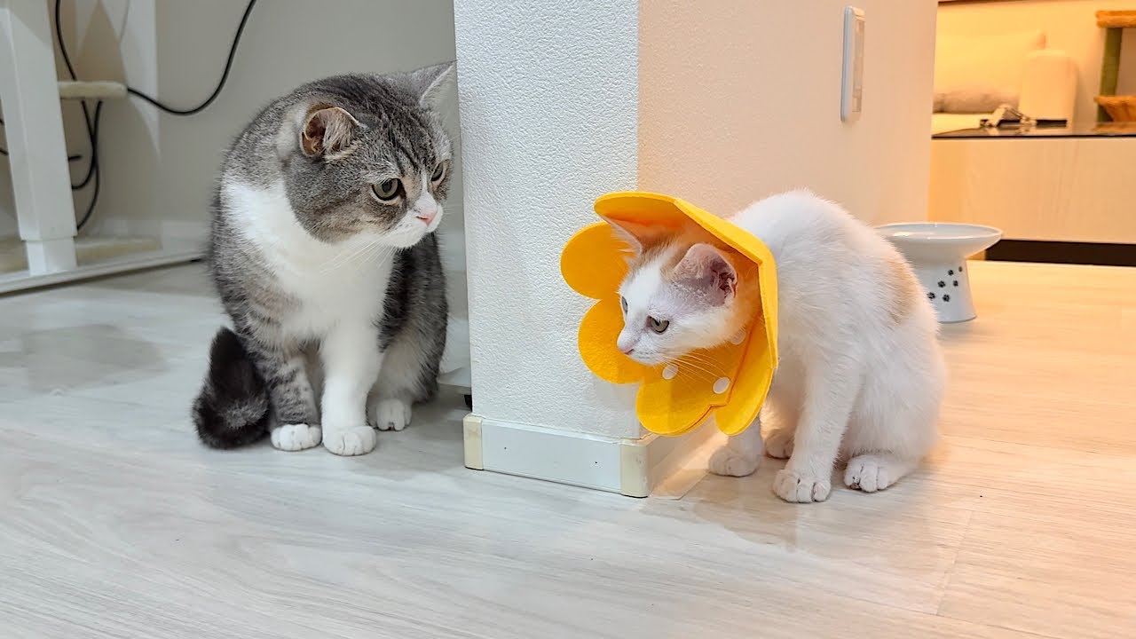 新入り子猫がエリザベスカラーを付けたら別人と見間違えられてこうなっちゃいました…