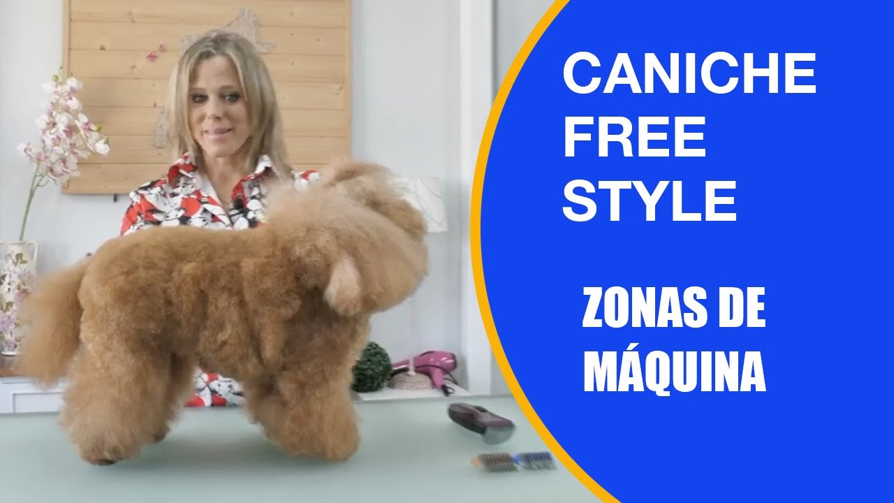 Cortarle El Pelo A Un Caniche