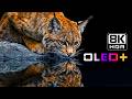 SPECIAL OLED - Epic Beauty Earthviews in 8K HDR | Dolby Vision™