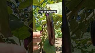 In the village, everything is free. #eggplant #egg #vegetables #village #nature