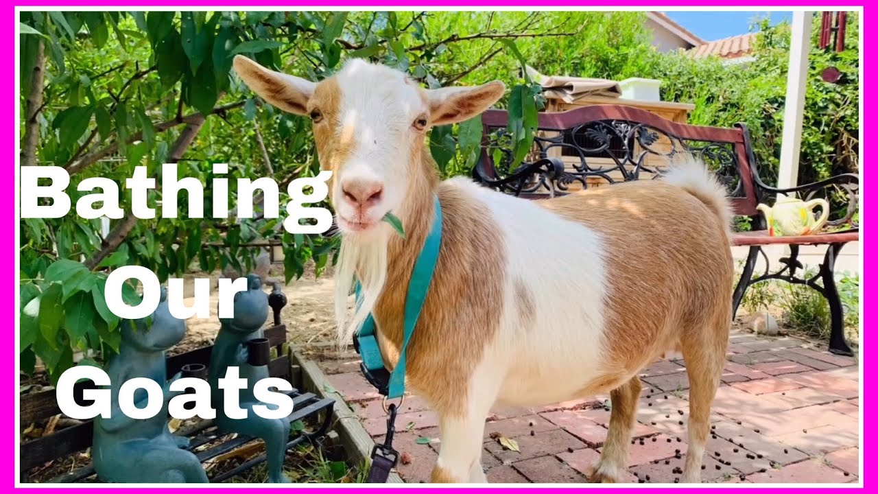 What Bathing our Goats Looks Like! YouTube