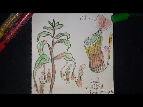 Aggregate more than 115 pitcher plant sketch super hot