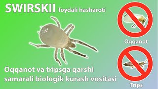 Swirskii - oqqanot va tripsga qarshi samarali biologik kurash vositasidir.