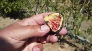 Nero 600m Figの特徴・味・耐寒性・栽培 | 世界のイチジク