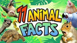 Fun Facts About Animals