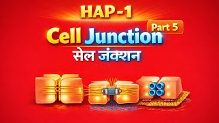 Cell Junction (कोशिका संधि) | Tight Junction, Adherens, Desmosome, Gap Junction | HAP-1/Pharmacy