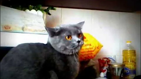Кот который шипит как змея!