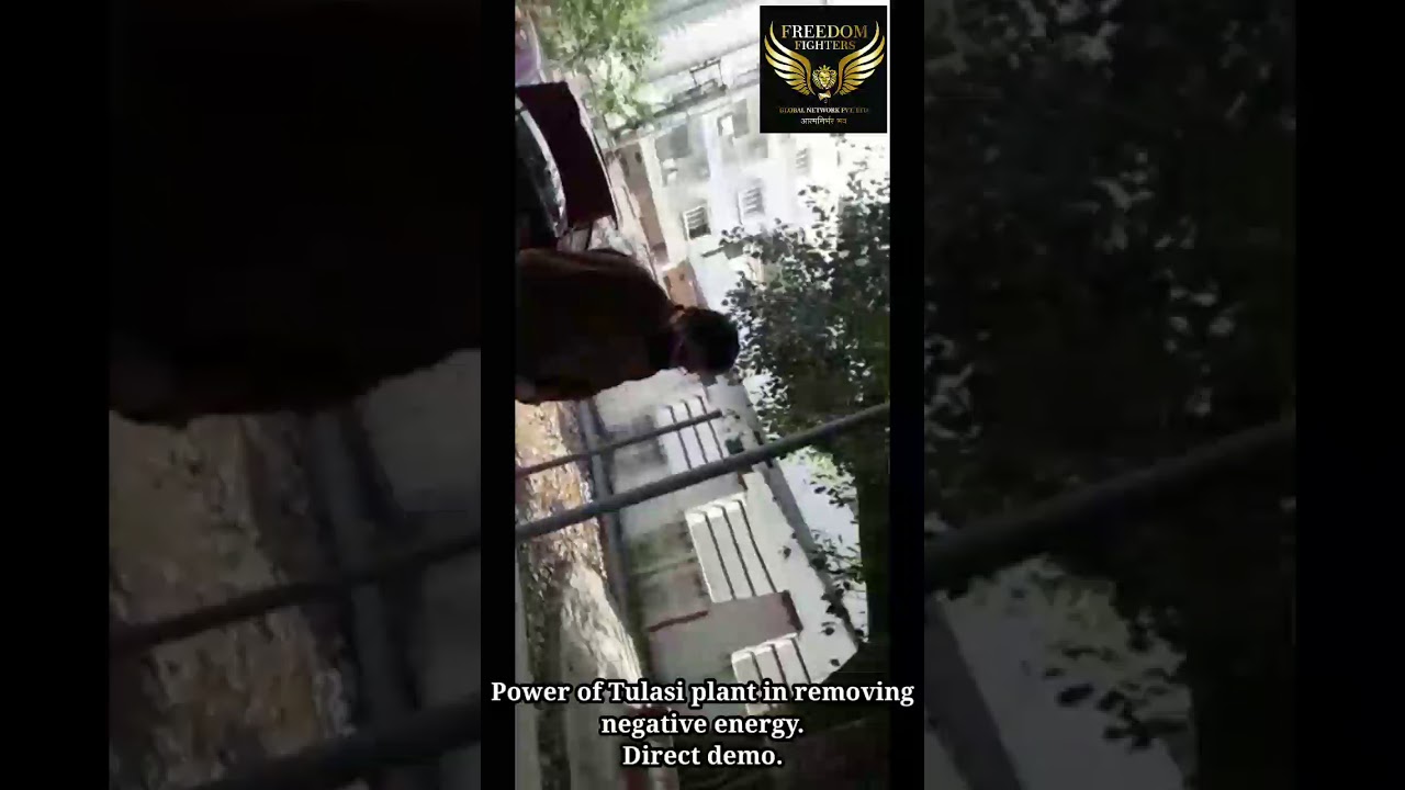 power of Tulsi plant in removing negative energy . direct demo