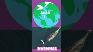 Animal Alphabet | N is for Narwhal | PBS KIDS #Shorts