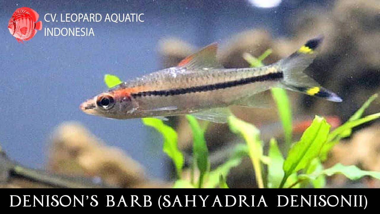 Sahyadria denisonii. The CLASSICAL Red Line Torperdo Barb! (Leopard ...