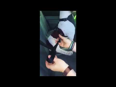How to Buckle in The Tru-fit Enhanced Car Harness