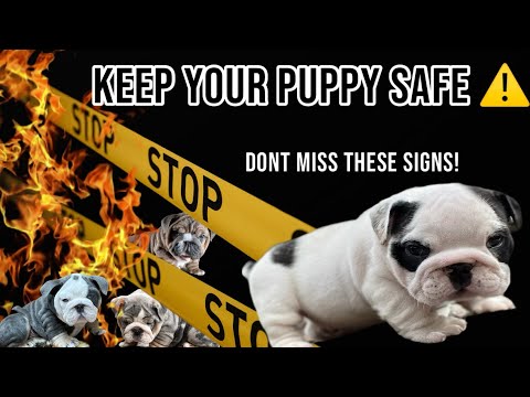 Keep Your Bulldog Puppy Safe: Spot Problems Before Get Serious | Early Signs, Prevention Health Tips