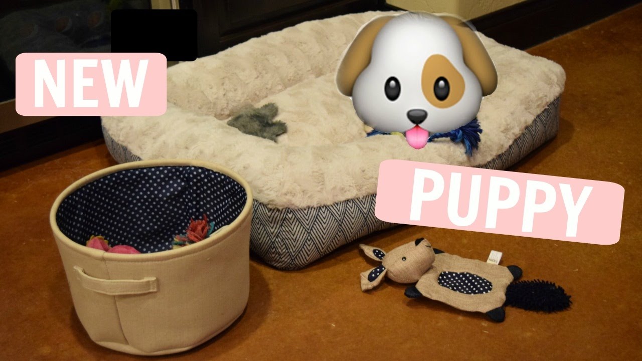 GOT A NEW PUPPY!? YouTube