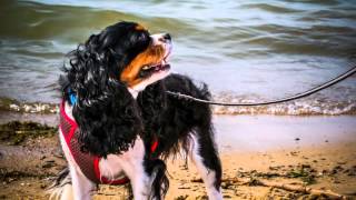 2016 ACKCS Rescue Trust Video