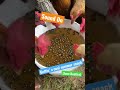 Bobbing for June Bugs