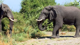 African Elephant Going in Reverse