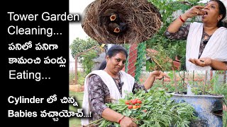 Tower Garden - New plantation/Balcony gardening/Tiny gardening/small harvesting/Home garden ideas