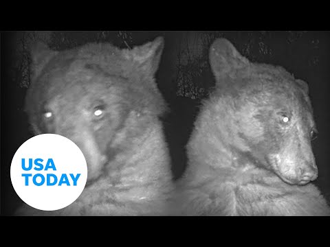 Bear poses for selfies on wildlife camera | USA TODAY