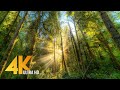 FOREST DREAMS in 4K - 12 HOURS Relaxing Virtual Nature Walk with Calming Piano Music