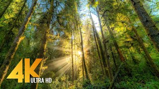 FOREST DREAMS in 4K - 12 HOURS Relaxing Virtual Nature Walk with Calming Piano Music