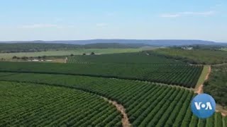 South Africa’s $2 Billion-Citrus Industry Fears Russia Exports Losses screenshot 4