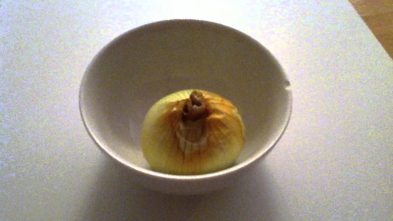 Lutter contre l'humidité dans votre maison avec des oignons ...