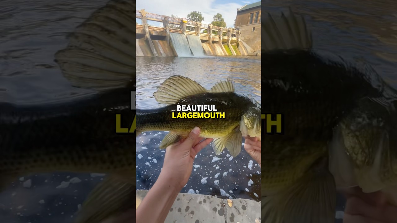 Fishing a closed dam for fish 👀 