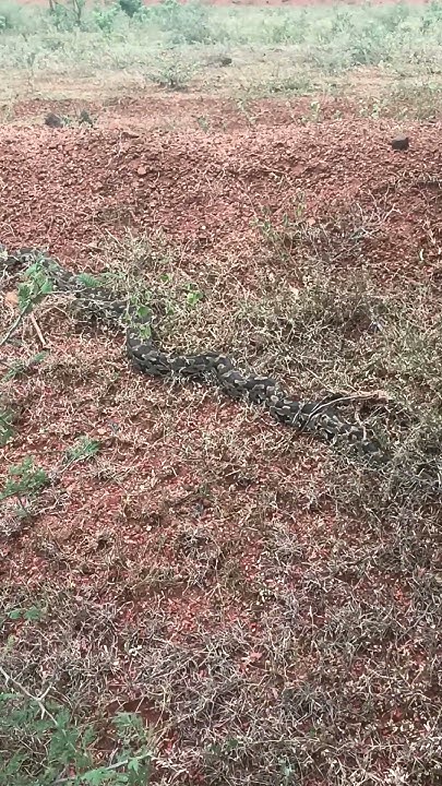 python vs mongoose - YouTube