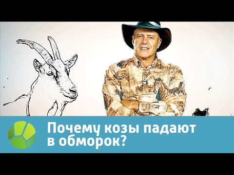 Почему козы падают в обморок? Живая планета отвечает Почему козы падают в обморок? Живая планета отвечает
