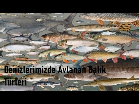 Video: Yırtıcı Balık Türleri Ve çeşitleri