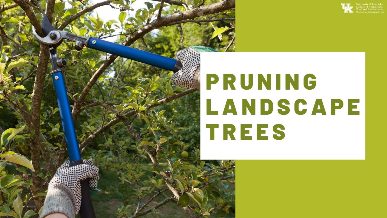 Pruning Landscape Trees - YouTube