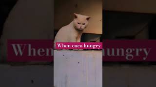 Hungry Coco