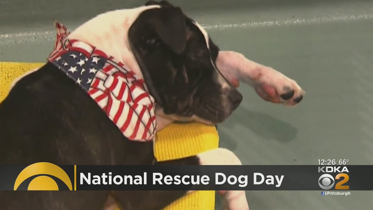 It's National Rescue Dog Day! 