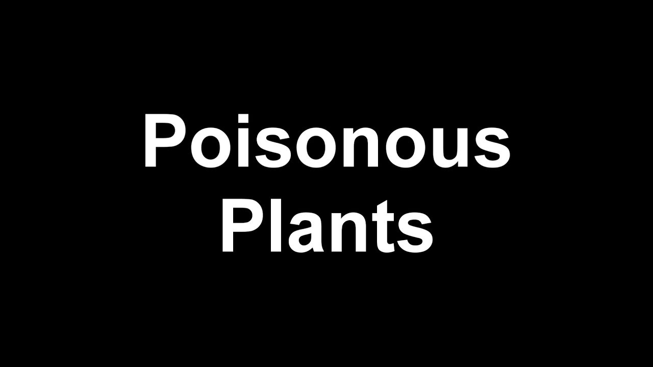 Top 5 Poisonous Plants YouTube