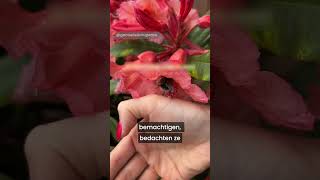Ook hommels kunnen gereedschap gebruiken