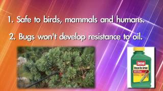 Stop Scale And Mites By Using Dormant Oil On Your Plants In Winter