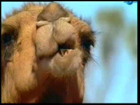 Allah`s Miracles - The Creation Of Camel - Harun Yahya