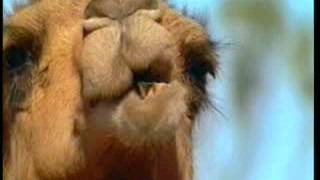 Allah`s Miracles - The Creation Of Camel - Harun Yahya