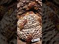 Murder Hornet (Vespa mandarinia) – Nature’s Most Dangerous Insect #shorts #ai