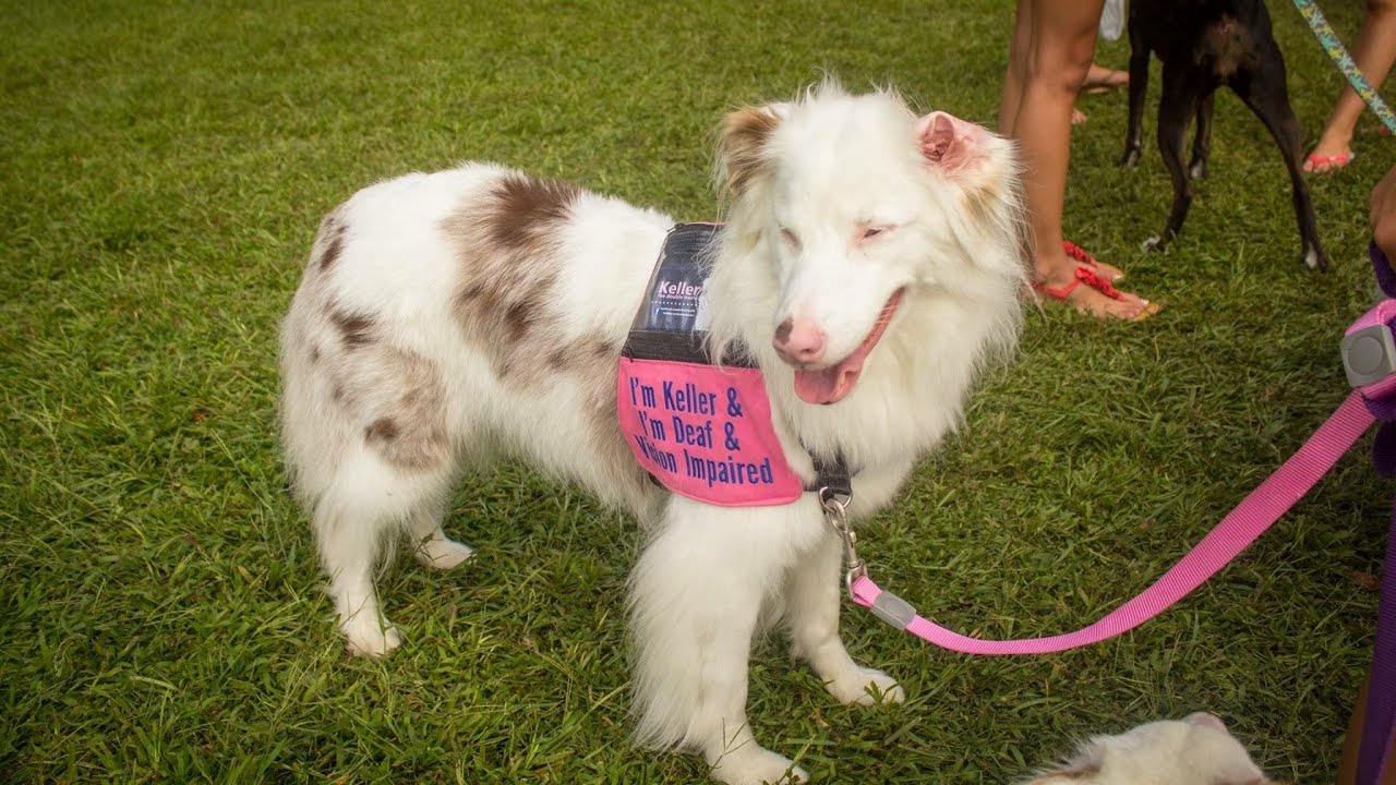 The Potential of Australian Shepherds in Search and Rescue Work - YouTube